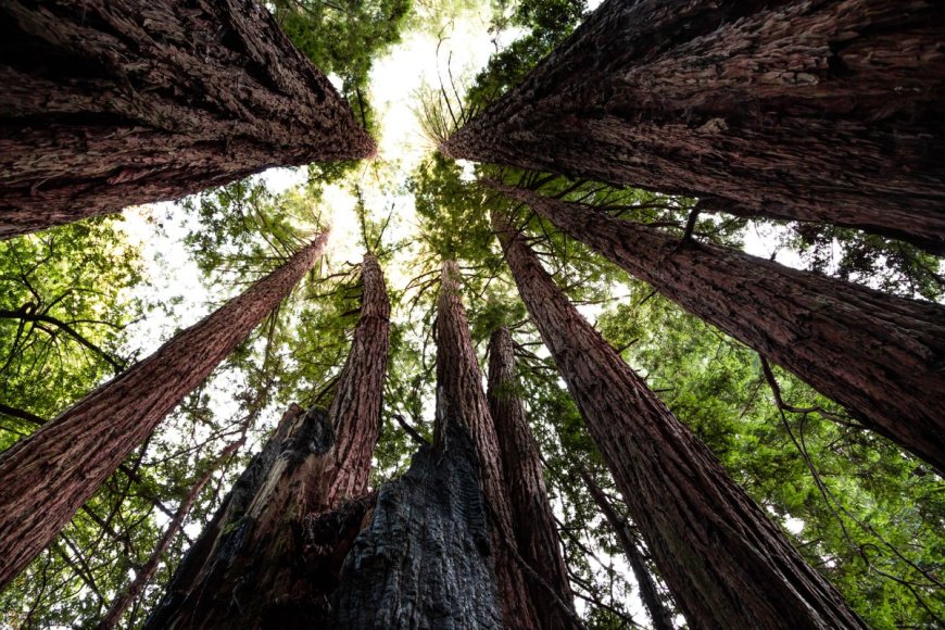 See What It’s Like to Be a Forester With the Help of this Influencer