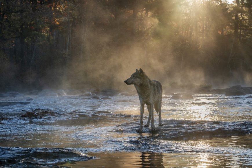 Ever Seen Wolves Fishing for Salmon? Now’s Your Chance.