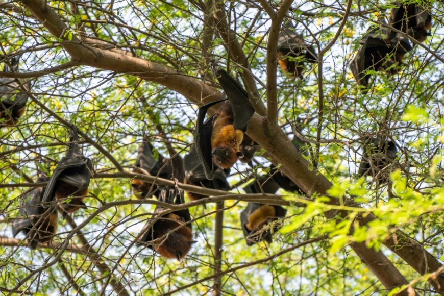 WATCH: This Flying Fox Cools Off By Splashing Down on Its Belly