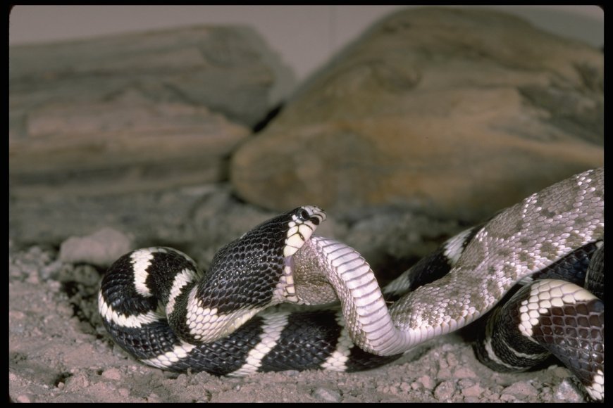 This Battle of Two Arizona Snakes Got Gross Fast (Video)