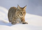 WATCH: Bobcat Kitten and Bunny Play in the Snow