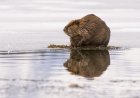 WATCH: Beaver Goes ‘Surfing’ in a Winter Wonderland