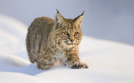 WATCH: Bobcat Kitten and Bunny Play in the Snow