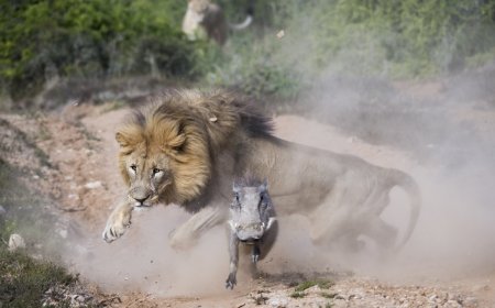 Tense Video Shows Chilling Moment Lion Goes After Baby Warthog