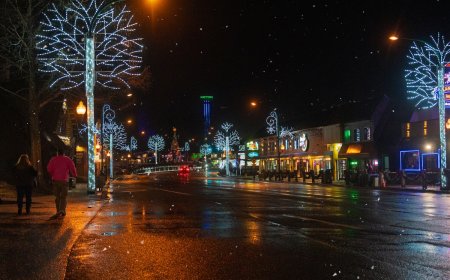 WATCH: Black Bear in Tennessee Loves Christmas Decorations