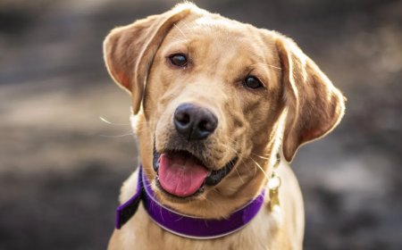 Dog Owner’s Heart Breaks When He Sees What His Puppy Does On The Puppy Cam
