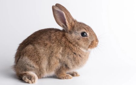 Woman Launches Impressive Rescue Of A Rabbit About To Drown