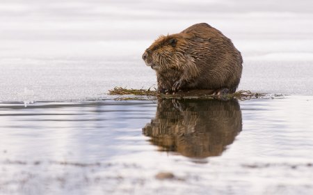 WATCH: Beaver Goes ‘Surfing’ in a Winter Wonderland