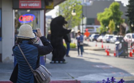 ‘What NOT to Do When You See a Bear’: Man Tries to Pet Bear