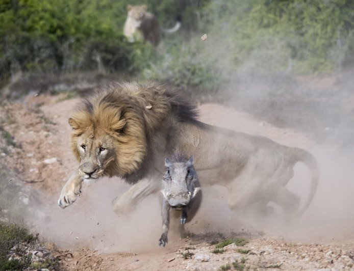 Tense Video Shows Chilling Moment Lion Goes After Baby Warthog