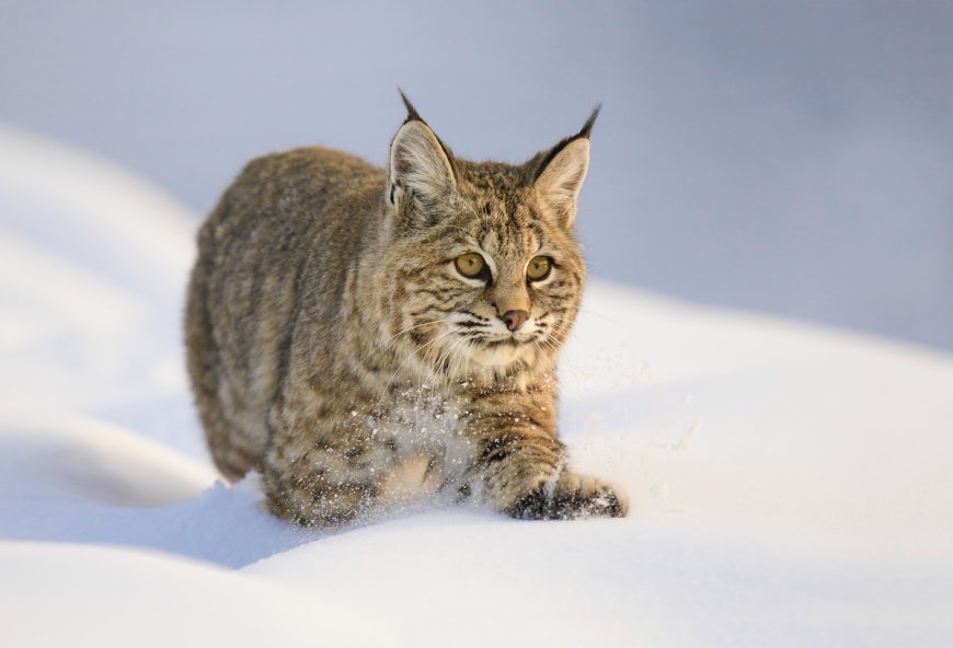 WATCH: Bobcat Kitten and Bunny Play in the Snow