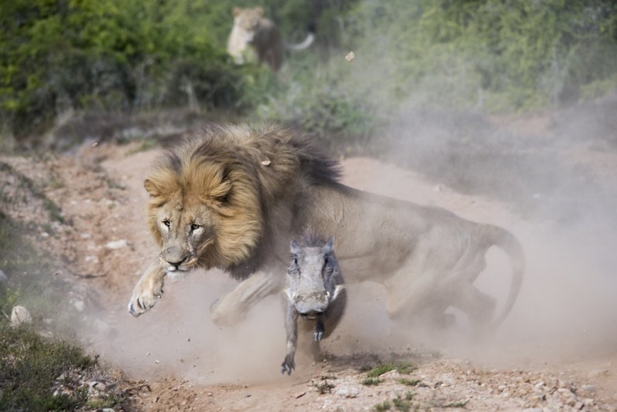 Tense Video Shows Chilling Moment Lion Goes After Baby Warthog