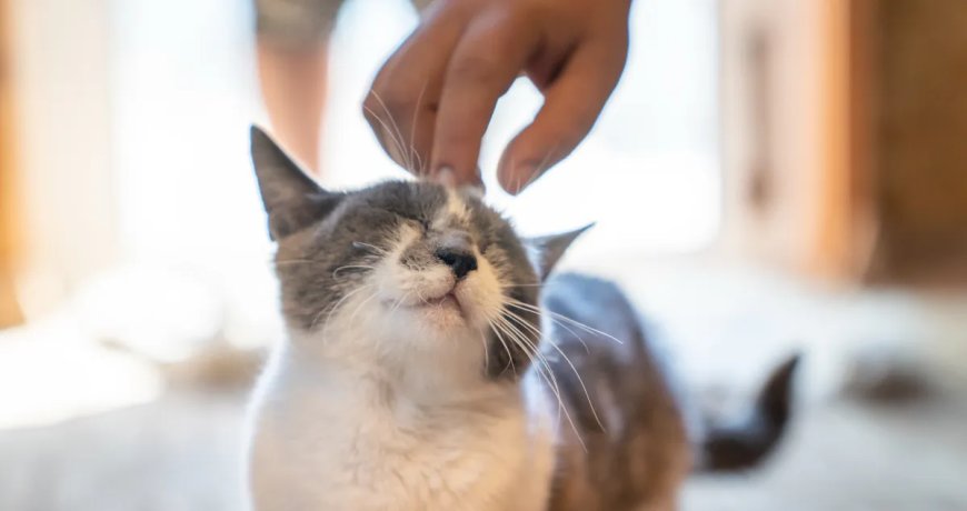 Delivery Driver Goes Viral After Adorable Interaction With Cats