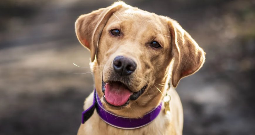 Dog Owner’s Heart Breaks When He Sees What His Puppy Does On The Puppy Cam