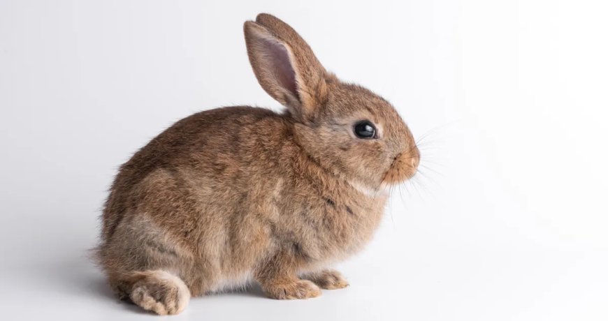 Woman Launches Impressive Rescue Of A Rabbit About To Drown