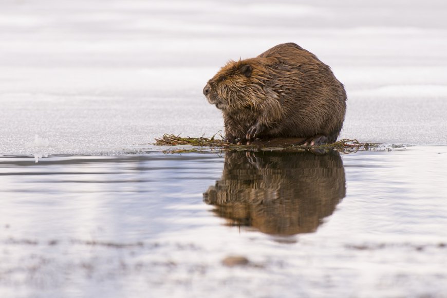 WATCH: Beaver Goes ‘Surfing’ in a Winter Wonderland