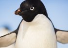 Hilarious Video Shows Penguin Inspecting a Camera in Antarctica