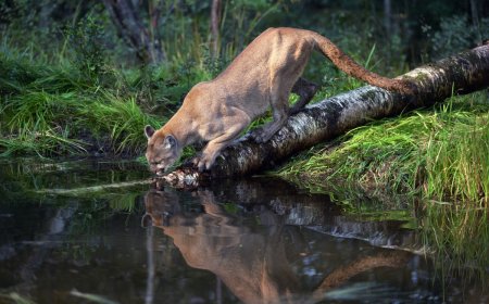 Backpackers Spot Cougar in Olympic National Park (Video)