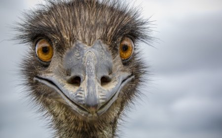 Clingy Emu Is Hilariously Close With Her Dad