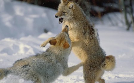 Yellowstone Coyotes Have Aggressive Standoff Over Bison Carcass
