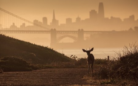 A Deer Caused a Traffic Jam on the Golden Gate Bridge (Video)