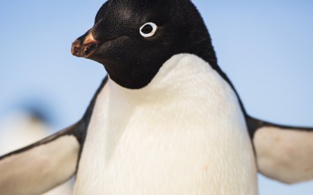 Hilarious Video Shows Penguin Inspecting a Camera in Antarctica