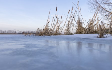 WATCH: Rescuers Save Horse Named ‘Frosty’ From Frozen Pond
