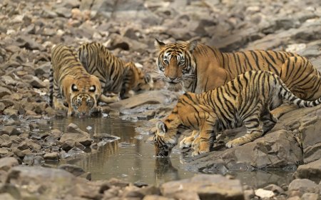 Trail Cam Captures Tigress and a Rare FIVE Cubs in China