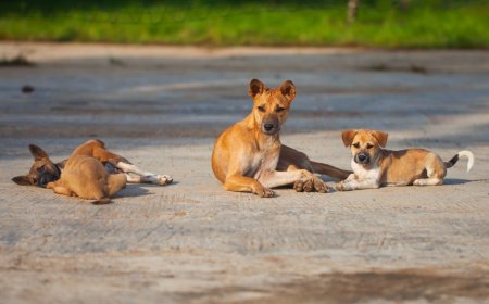 Incredible Woman Pulls Over For A Stray Dog And Ends Up Saving Thousands