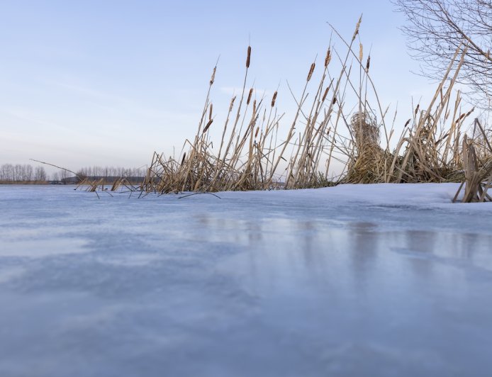 WATCH: Rescuers Save Horse Named ‘Frosty’ From Frozen Pond