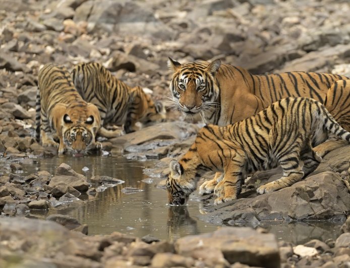 Trail Cam Captures Tigress and a Rare FIVE Cubs in China