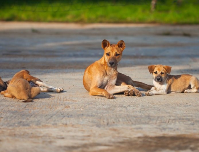 Incredible Woman Pulls Over For A Stray Dog And Ends Up Saving Thousands