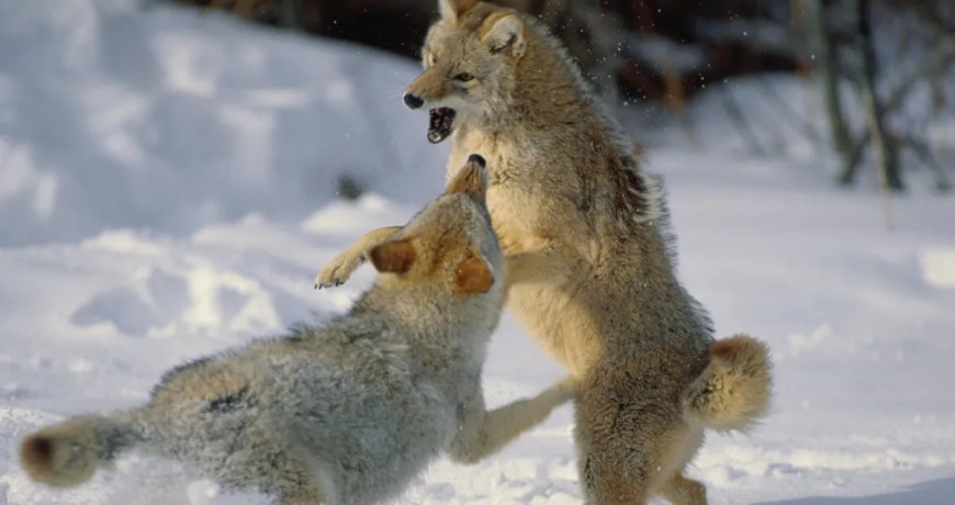Yellowstone Coyotes Have Aggressive Standoff Over Bison Carcass