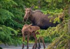 Moose and Her Calf Walk up Behind Woman in Alaska (Video)