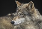 ‘First Time in a Century’: Gray Wolf Spotted in Los Angeles County