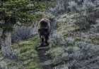 WATCH: Young Hiker Has First Grizzly Bear Encounter on the Trail