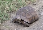Tortoise Channels Top Speed to Escape Burning Shed (Video)