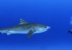 Tiger Shark Bit Scuba Diver In A Case Of Mistaken Identity