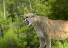 Guess Which Animal Can Spook a Cougar? This Trail Cam Tells All