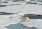 New Research Shares Just How Important Polar Bears Are To The Ecosystem