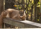 ‘Majestic and Mesmerizing’: Cougar Approaches Home in Canada