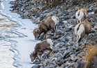Angler Nearly Gets Rammed by Rams Crossing River (Video)