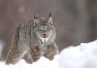 WATCH: Multiple Rare Lynx Sightings Near Ski Area in Canada