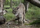 ‘Amazing Moment’: Puma Emerges From Forest in Costa Rica