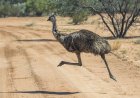 Hilarious Video Shows Police Officer Handcuffing an Emu