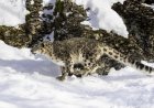 Eight Hours in the Snow Results in ‘Dream’ Snow Leopard Footage