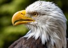 New York City Police Engage In Rare Rescue As They Save A Bald Eagle