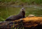 Playful River Otters Have a Blast in Front of Florida Trail Camera