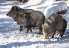 WATCH: Javelinas Navigate Snow in Arizona’s High Country