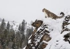 What Happens Next? Snow Leopard vs. Massive Ibex (Video)